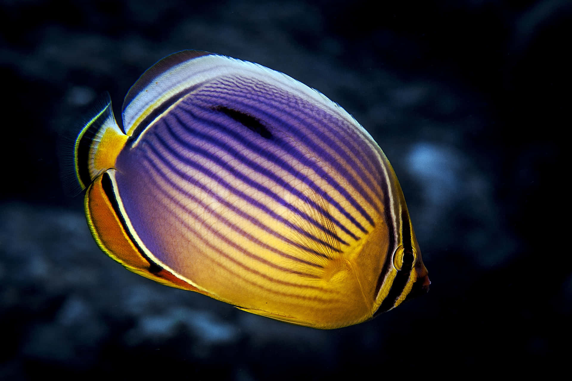 Vibrant Butterflyfish Underwater Wallpaper