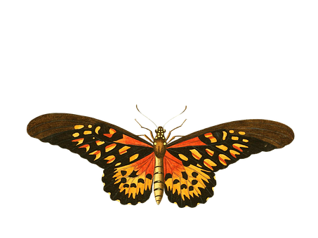 Vibrant Butterflyon Black Background PNG
