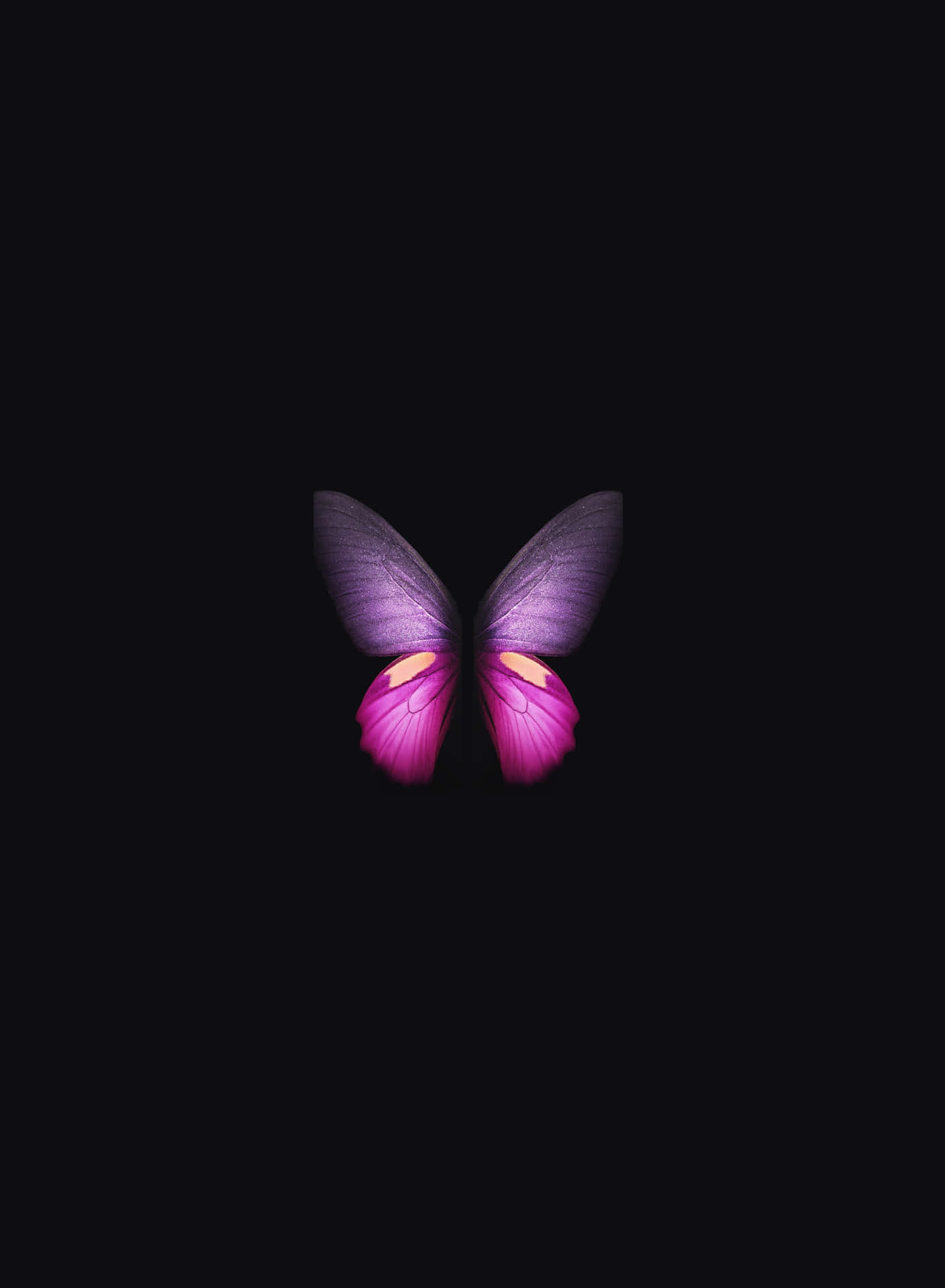 Vibrant Butterflyon Black Background Wallpaper