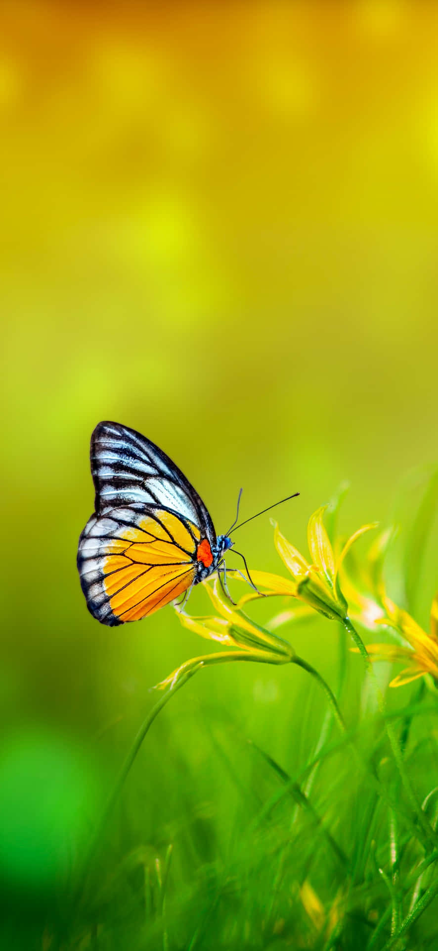 Vibrant Butterflyon Flower Wallpaper