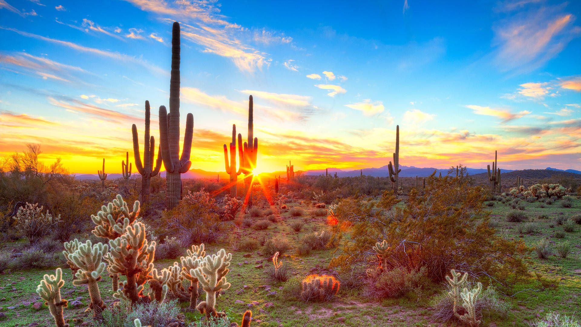 Jardínvibrante De Cactus En El Desierto De Arizona Fondo de pantalla