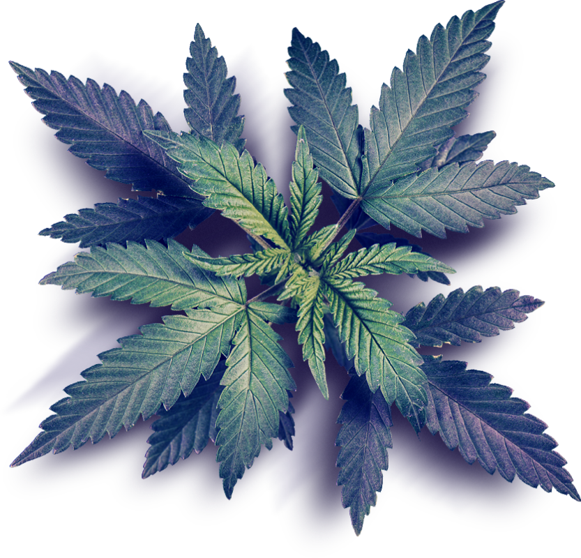 Vibrant Cannabis Leaf Graphic PNG