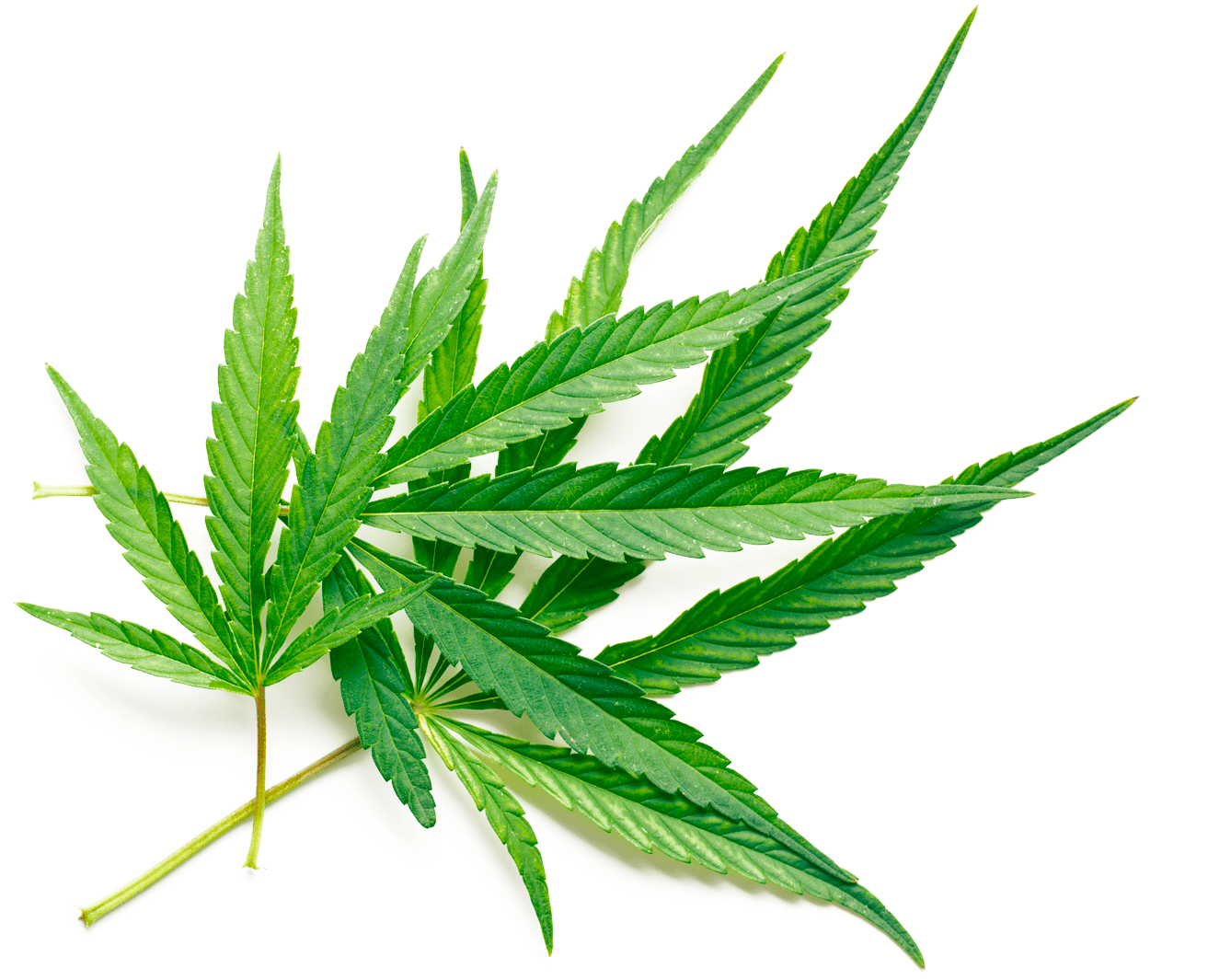 Vibrant Cannabis Leaf.png PNG