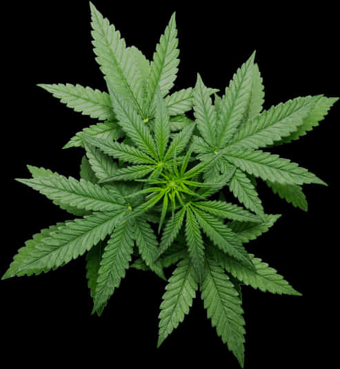 Vibrant Cannabis Leafon Black Background.jpg PNG