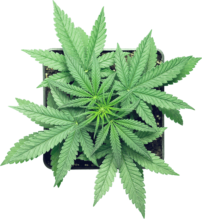 Vibrant Cannabis Plant Top View.png PNG