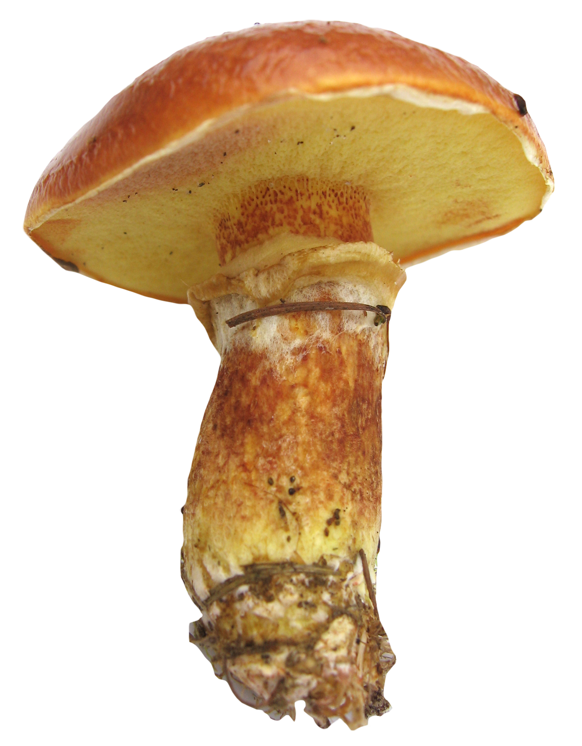 Vibrant Capped Mushroom PNG