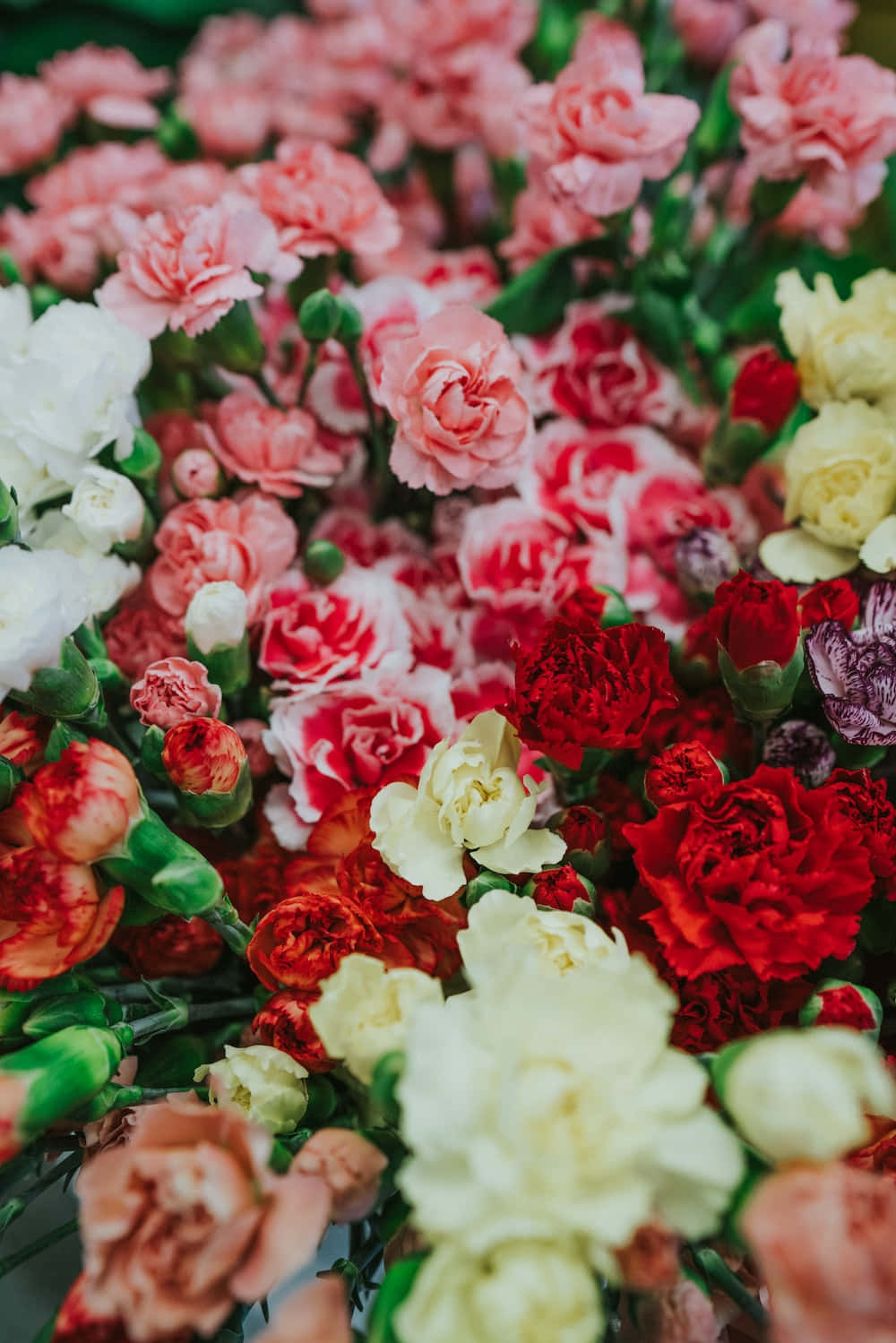 Vibrant Carnation Bouquet Wallpaper