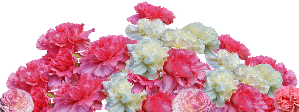 Vibrant Carnation Floral Display.png PNG