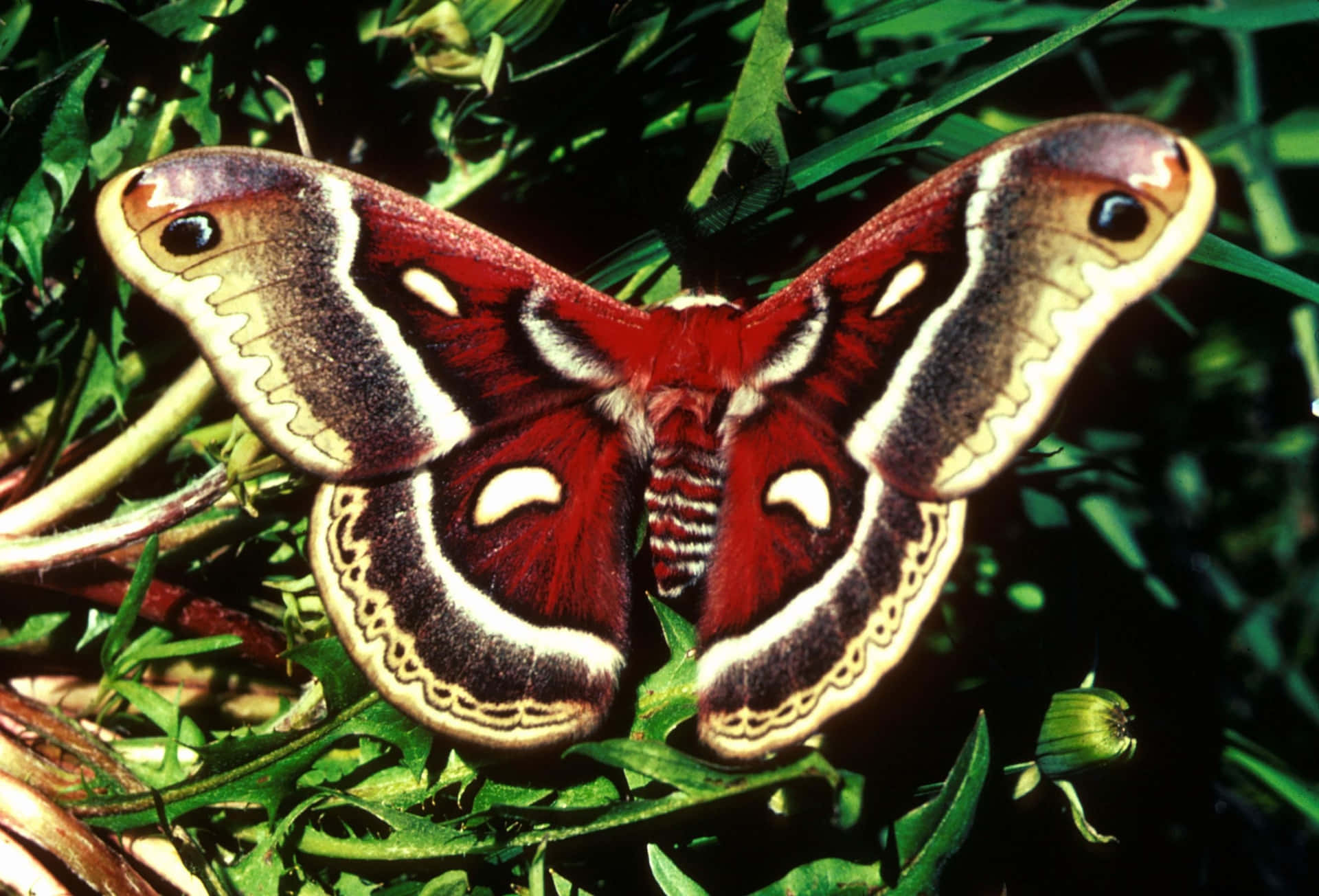 Vibrant Cecropia Mothon Greenery Wallpaper