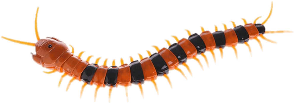 Vibrant Centipede Isolated Background PNG