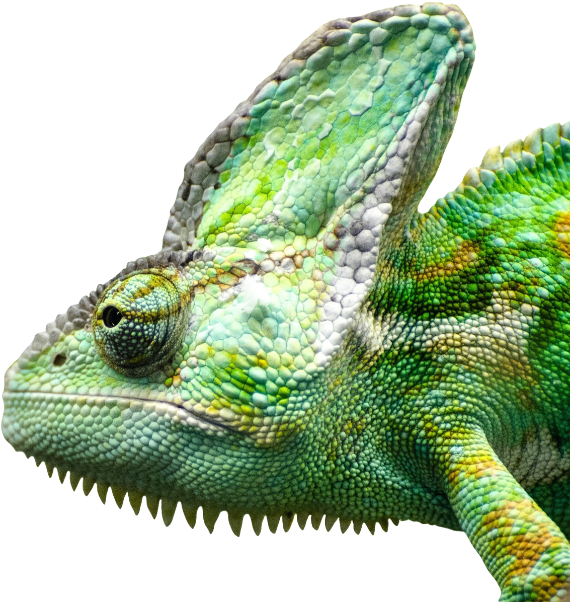 Vibrant Chameleon Close Up.png PNG