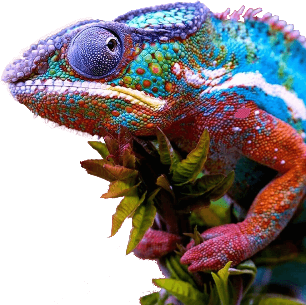 Vibrant Chameleon Portrait PNG
