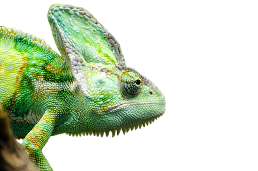 Vibrant Chameleon Profile PNG