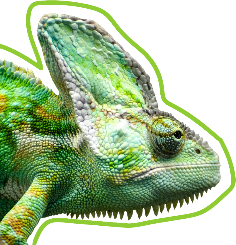 Vibrant Chameleon Profile PNG