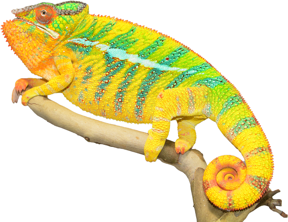 Vibrant Chameleonon Branch.png PNG