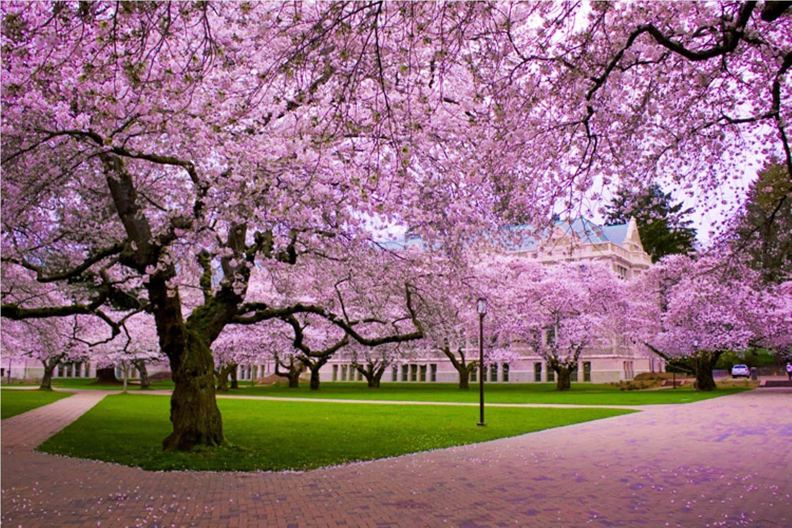 Vibrant_ Cherry_ Blossom_ Canopy.jpg Wallpaper