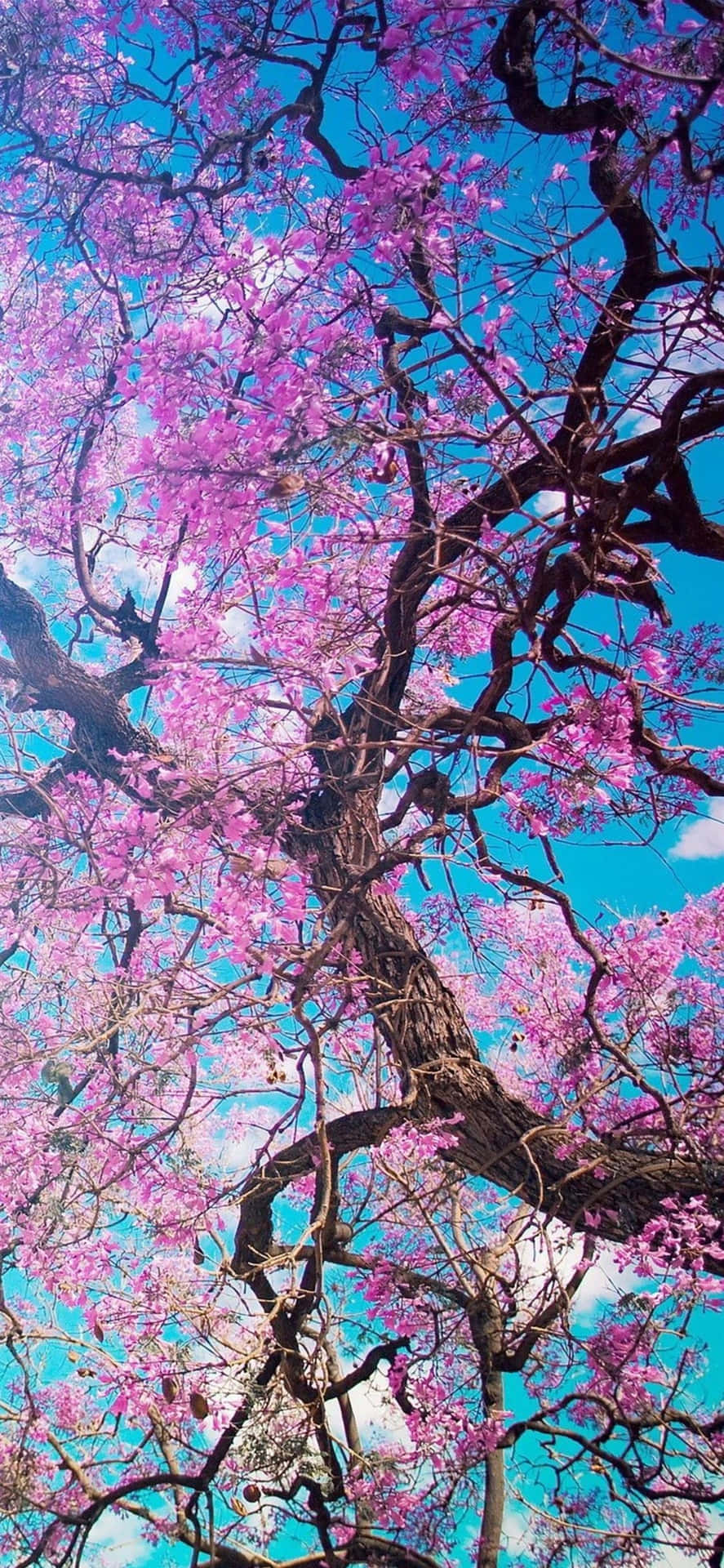 Vibrant Cherry Blossom Canopy.jpg Wallpaper