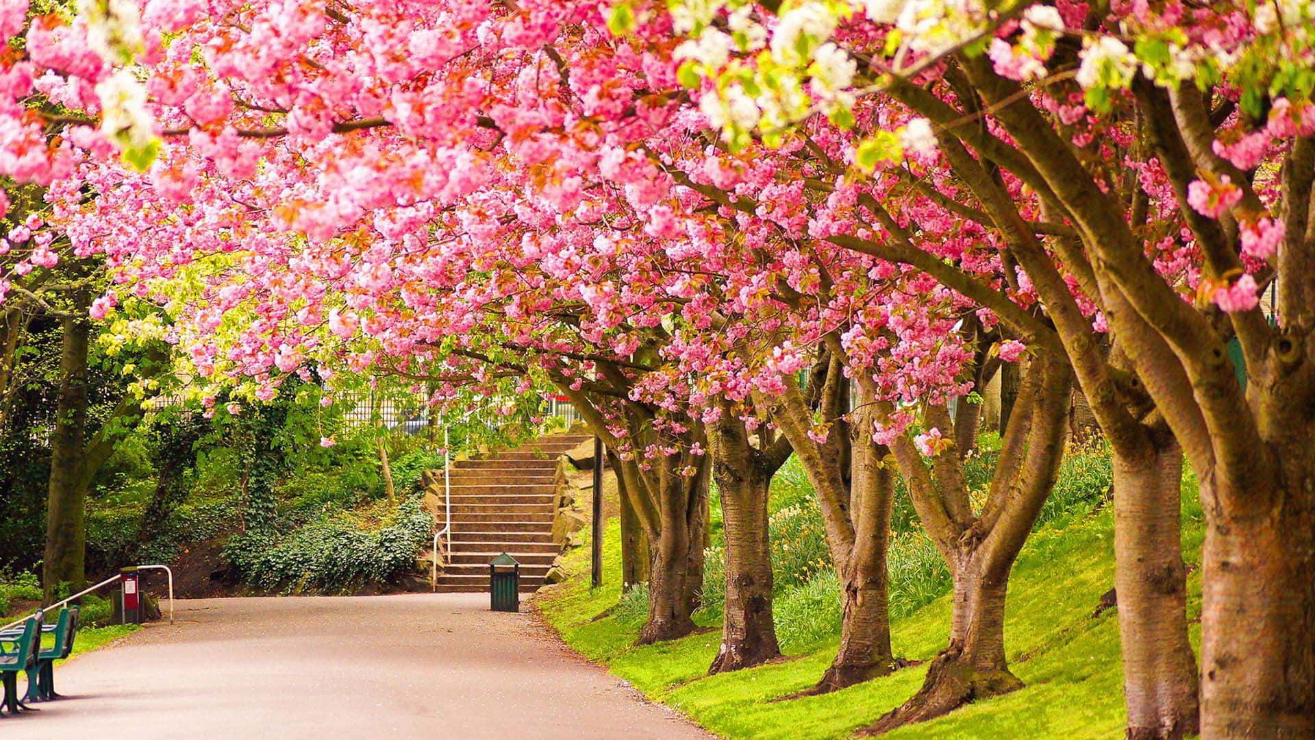 Vibrant Cherry Blossom Pathway Wallpaper