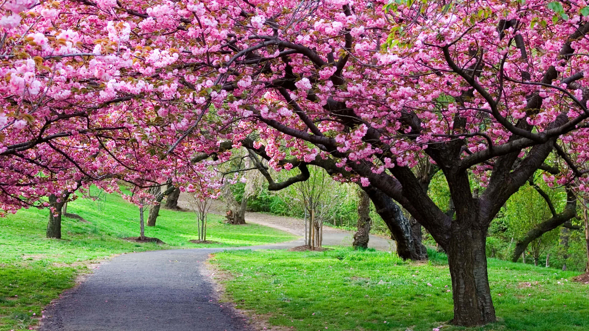 Vibrant Cherry Blossom Pathway Wallpaper