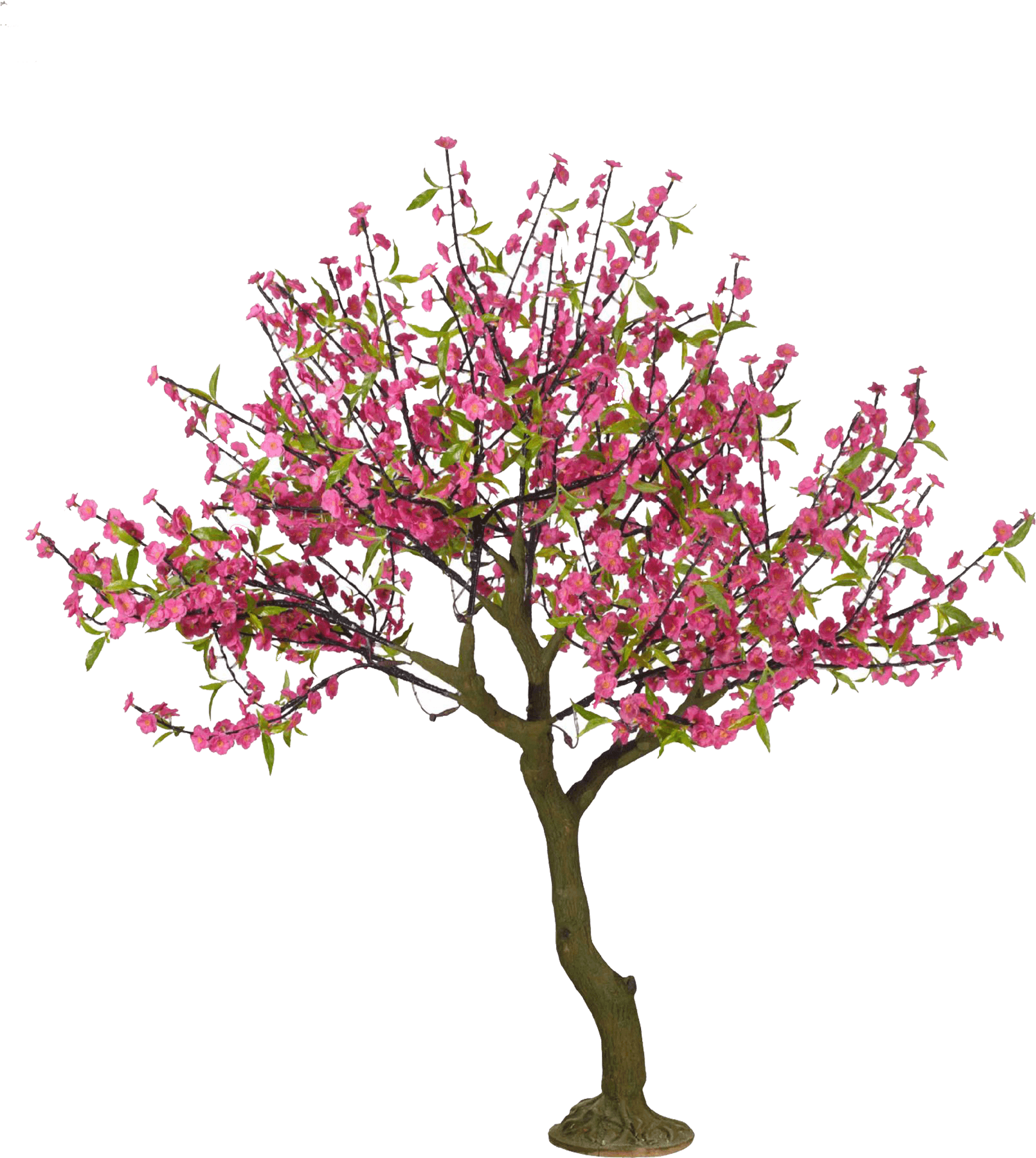 Vibrant Cherry Blossom Tree PNG