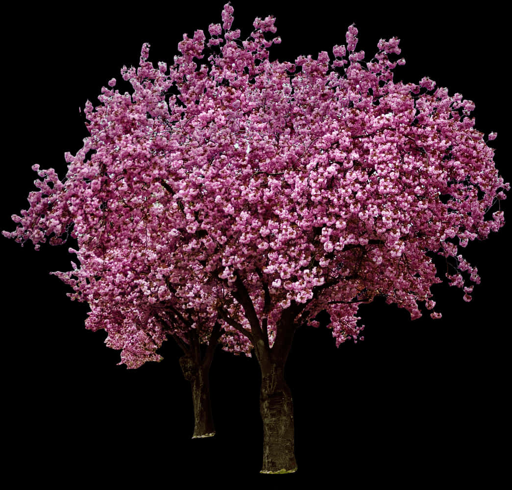 Vibrant Cherry Blossom Treeon Black Background PNG