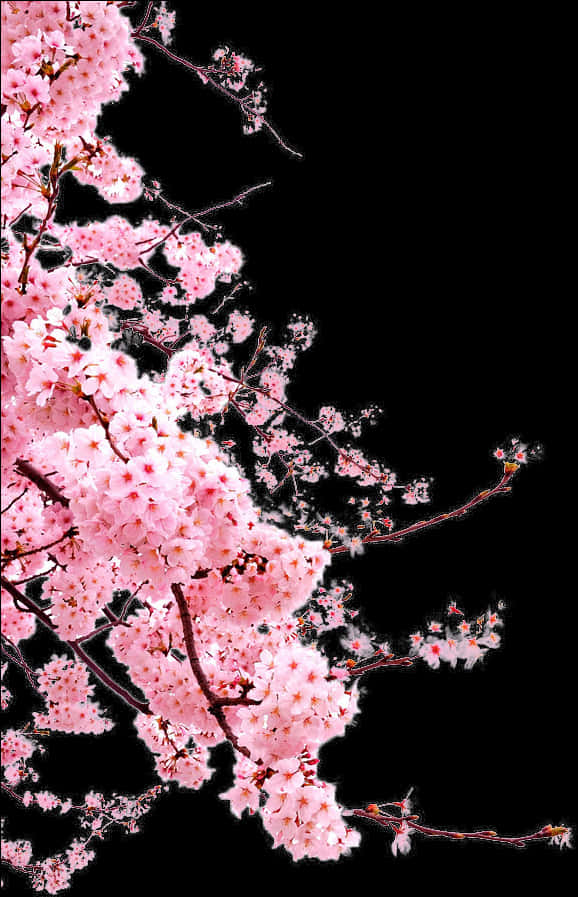 Vibrant Cherry Blossoms Against Black Background PNG