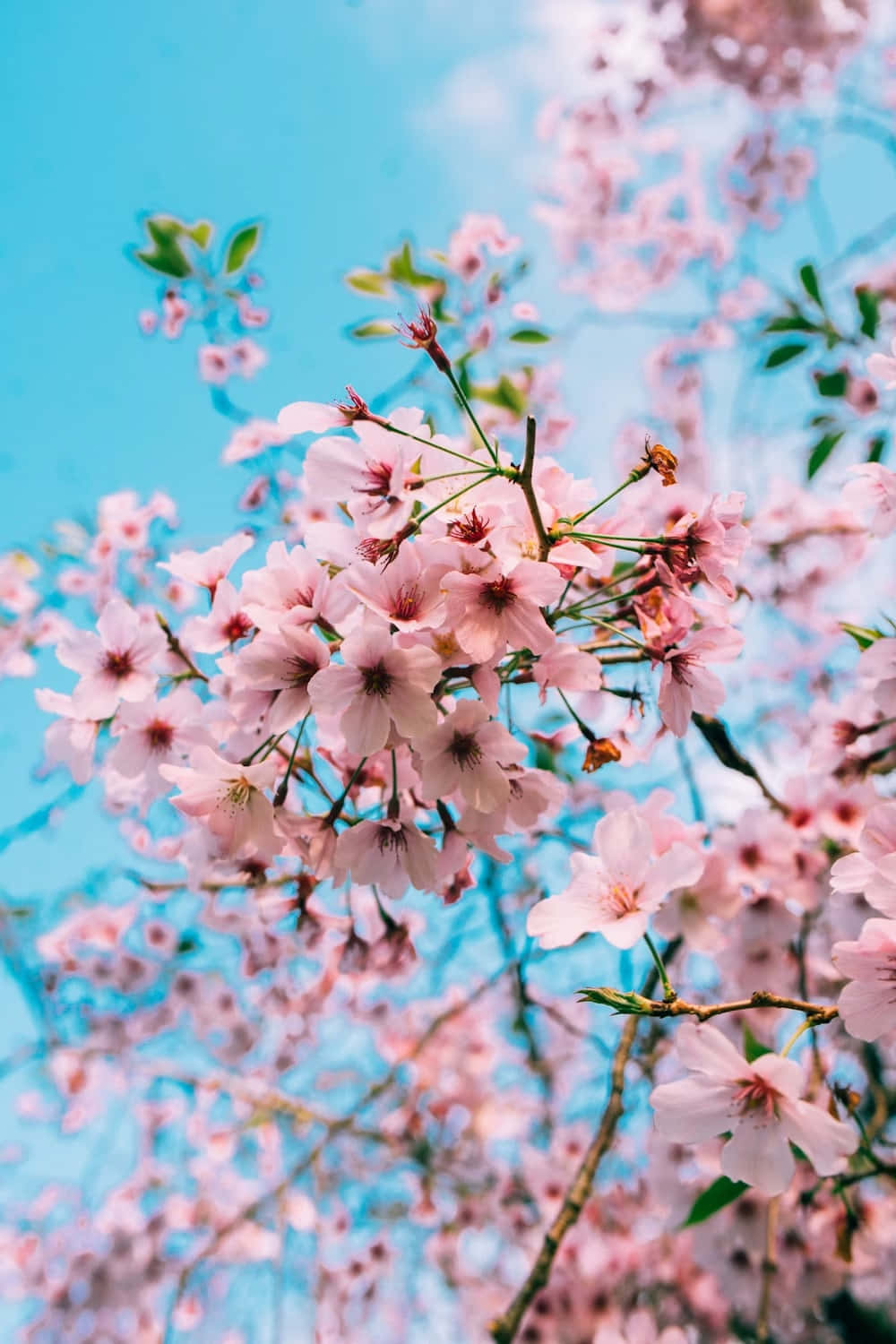 Vibrant_ Cherry_ Blossoms_ Against_ Blue_ Sky.jpg Wallpaper