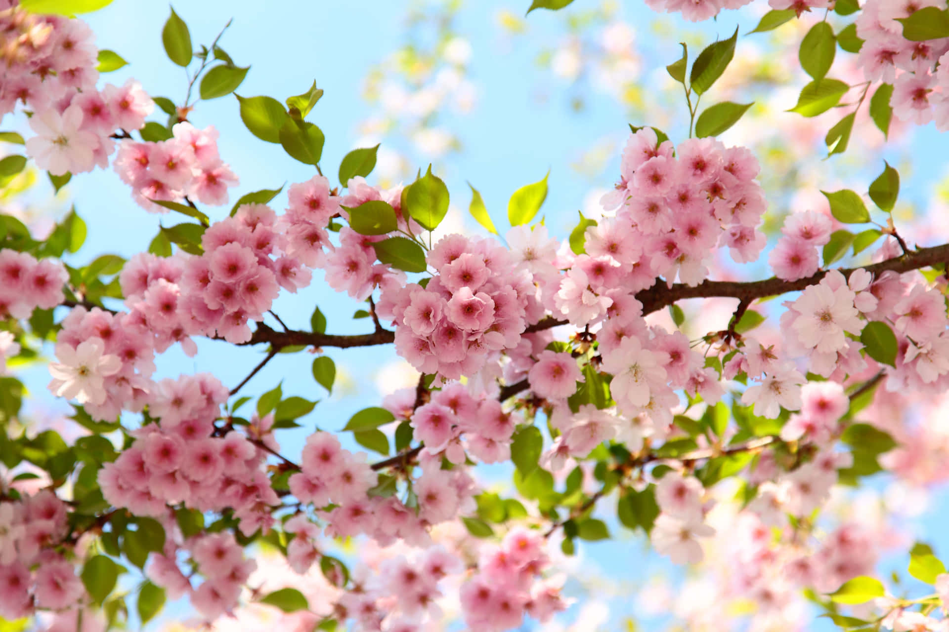 Vibrant Cherry Blossoms Against Blue Sky Wallpaper