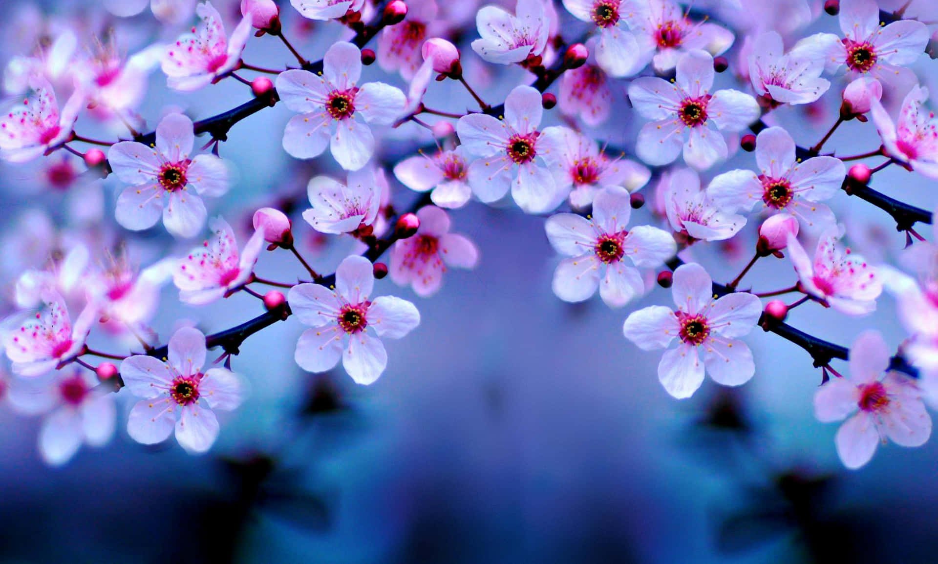 Vibrant Cherry Blossoms Backdrop Wallpaper