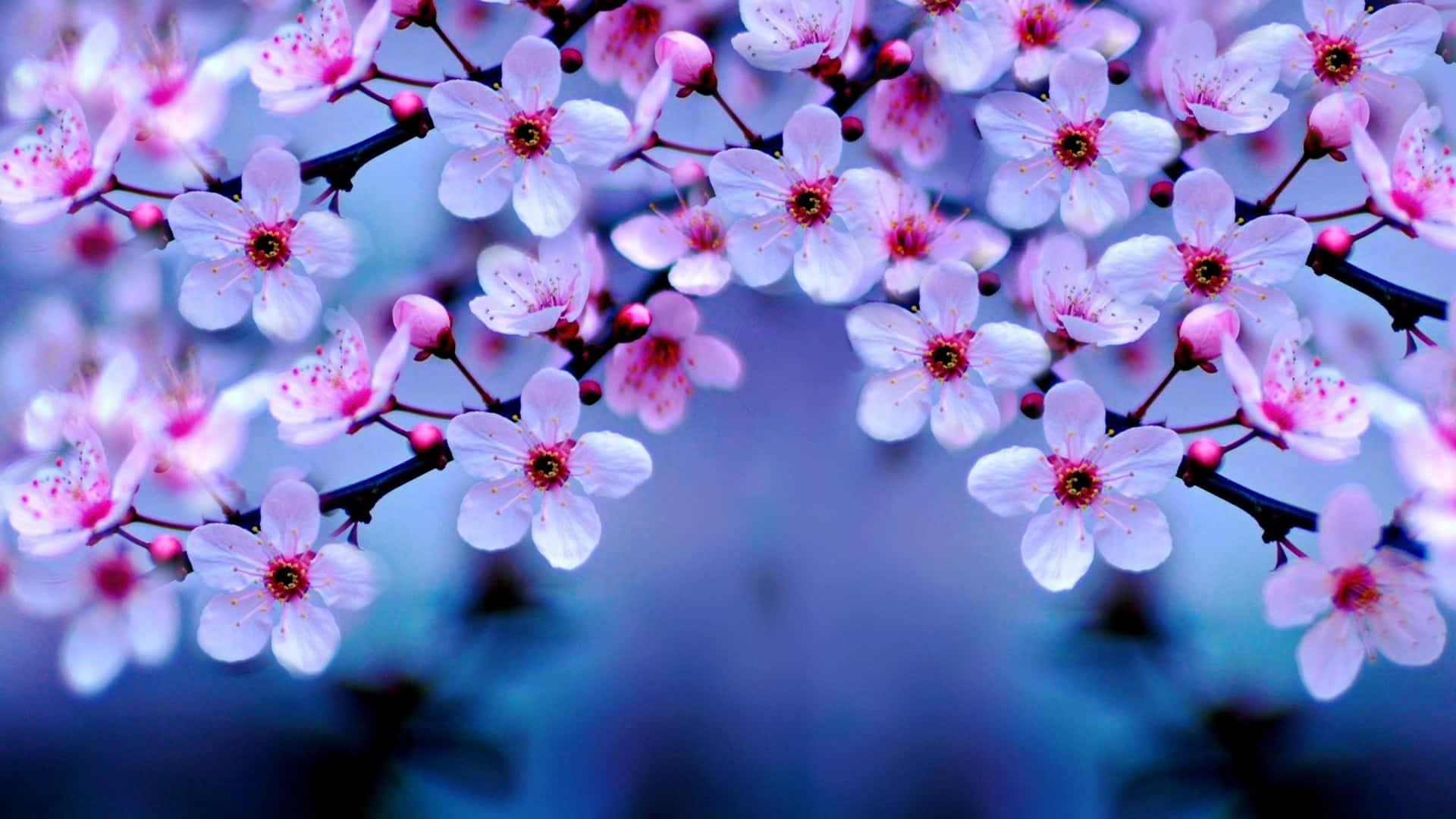 Vibrant Cherry Blossoms Backdrop Wallpaper