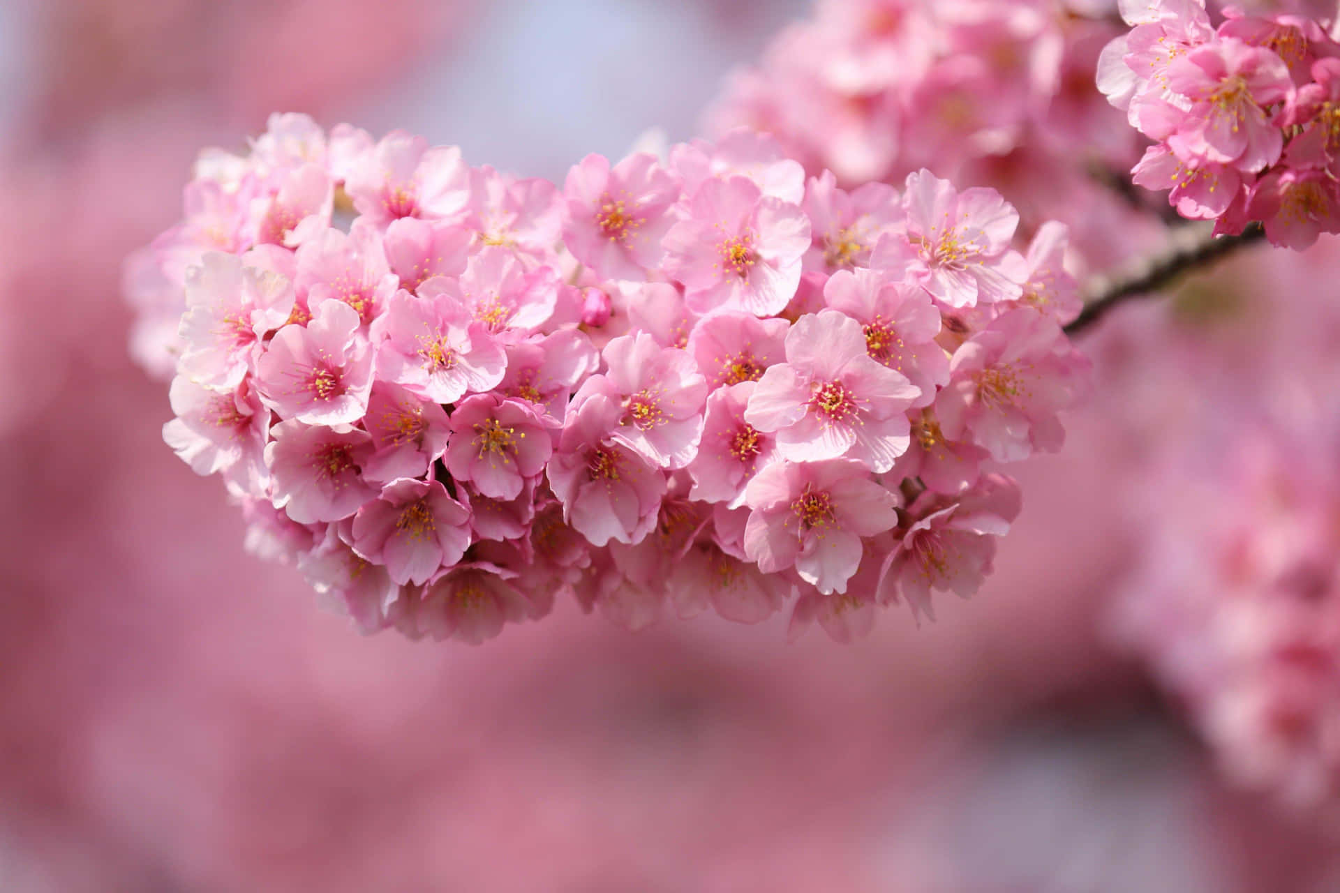 Vibrant Cherry Blossoms Branch Wallpaper