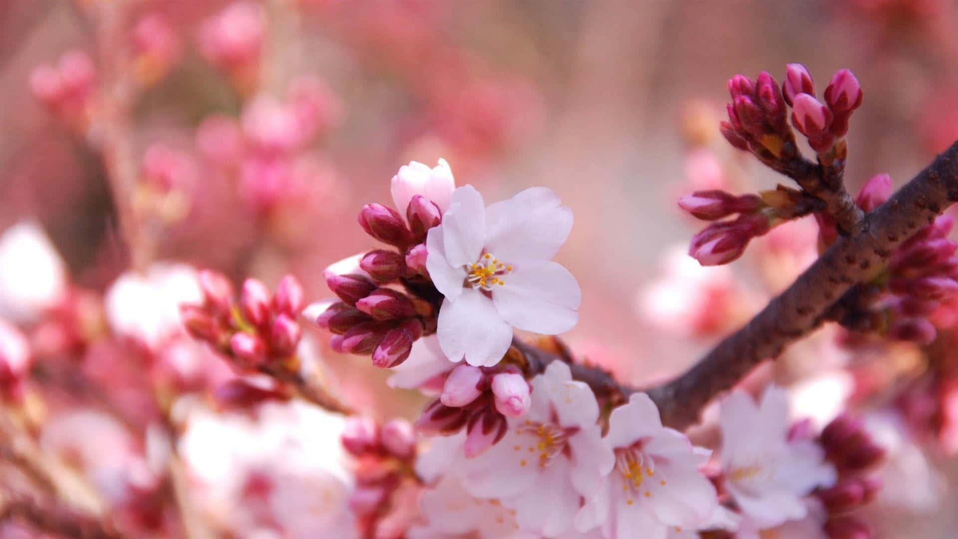Vibrant_ Cherry_ Blossoms_ Closeup.jpg Wallpaper