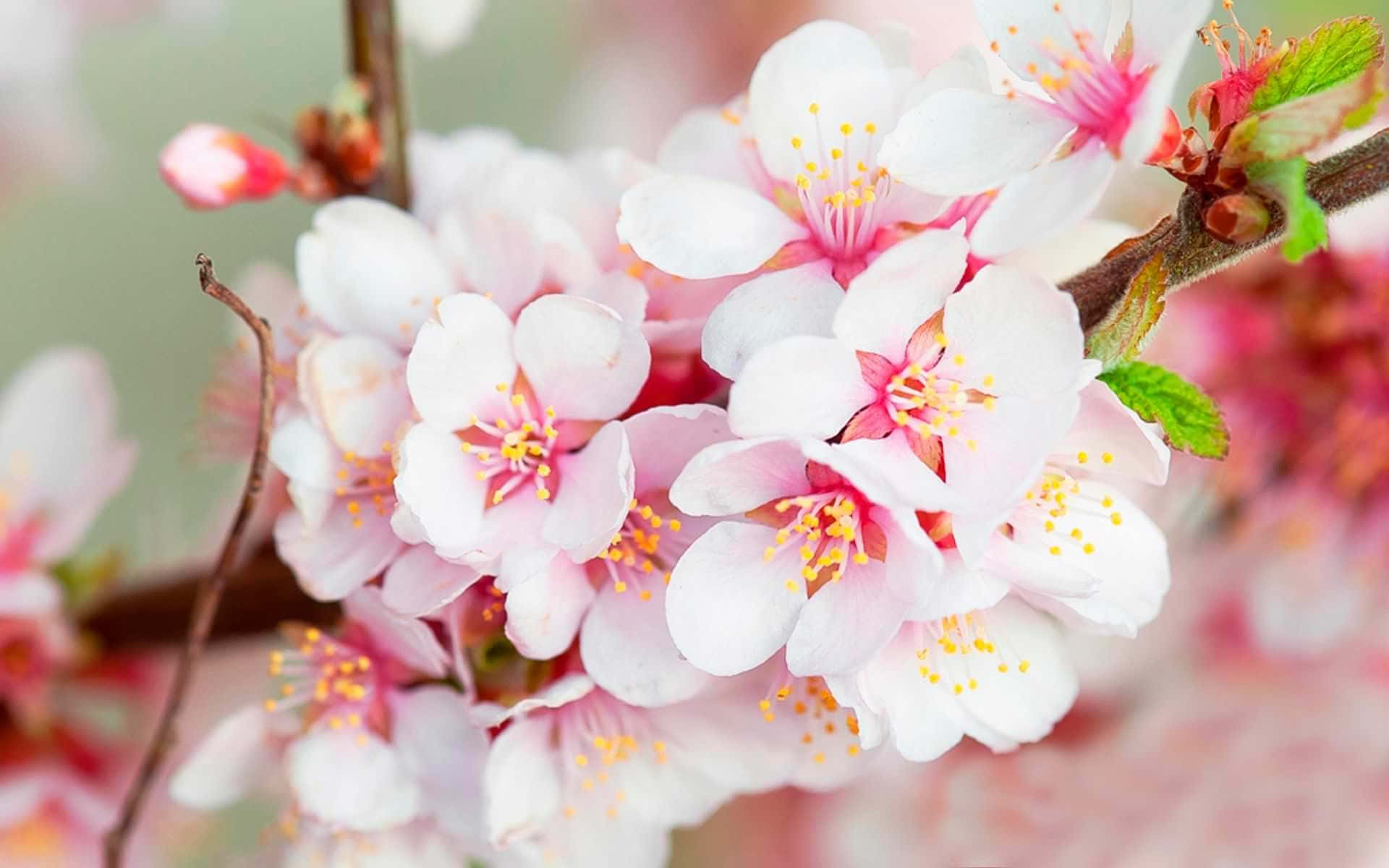 Vibrant Cherry Blossoms Closeup.jpg Wallpaper