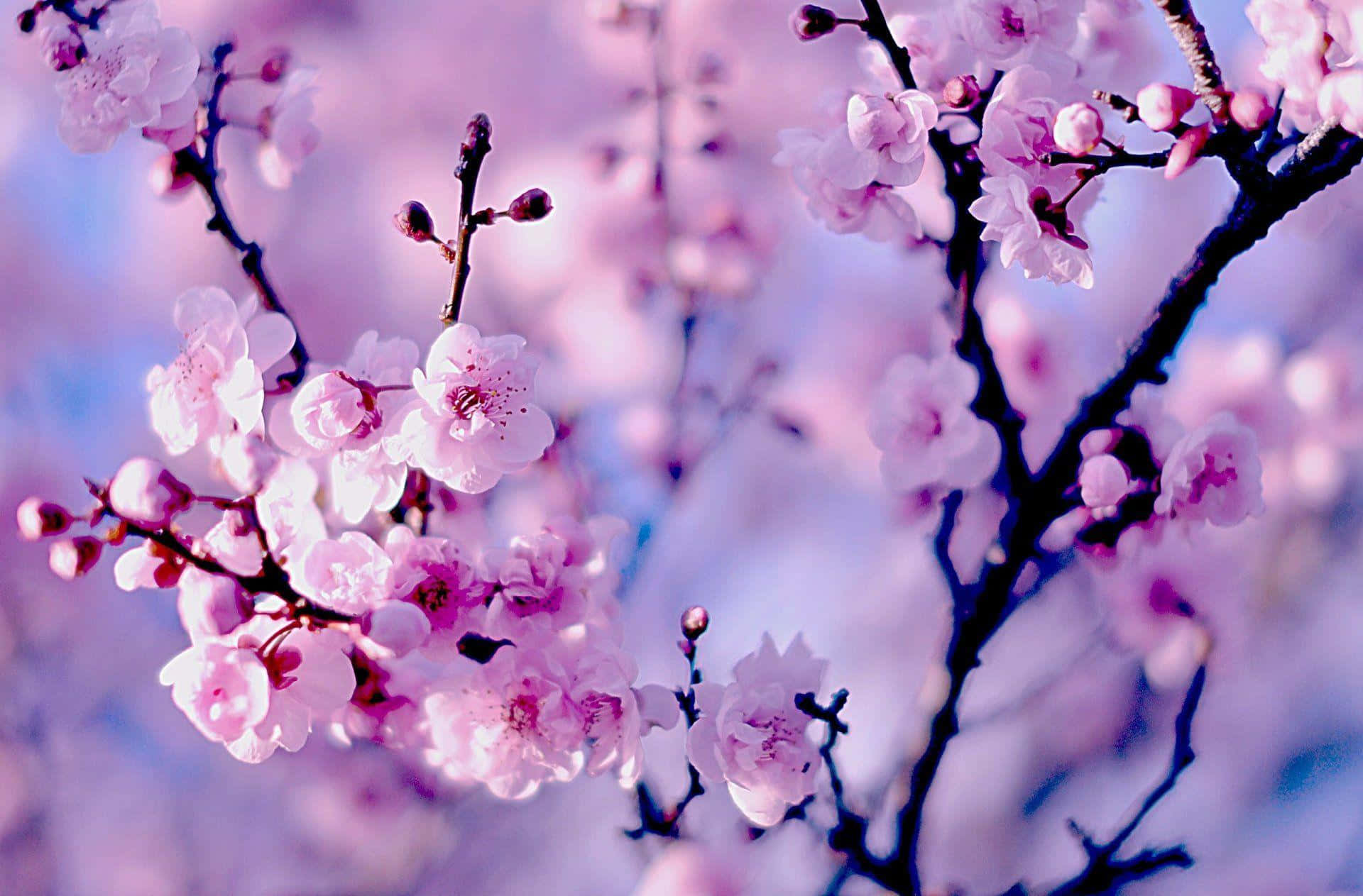 Vibrant_ Cherry_ Blossoms_ Closeup.jpg Wallpaper