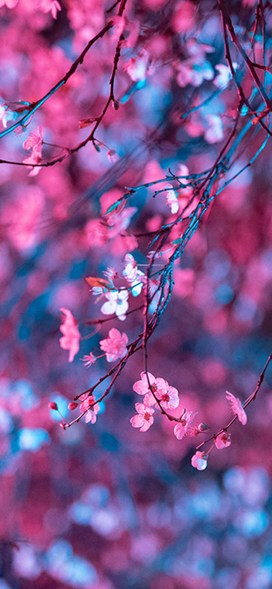 Vibrant Cherry Blossoms Mobile Wallpaper Wallpaper