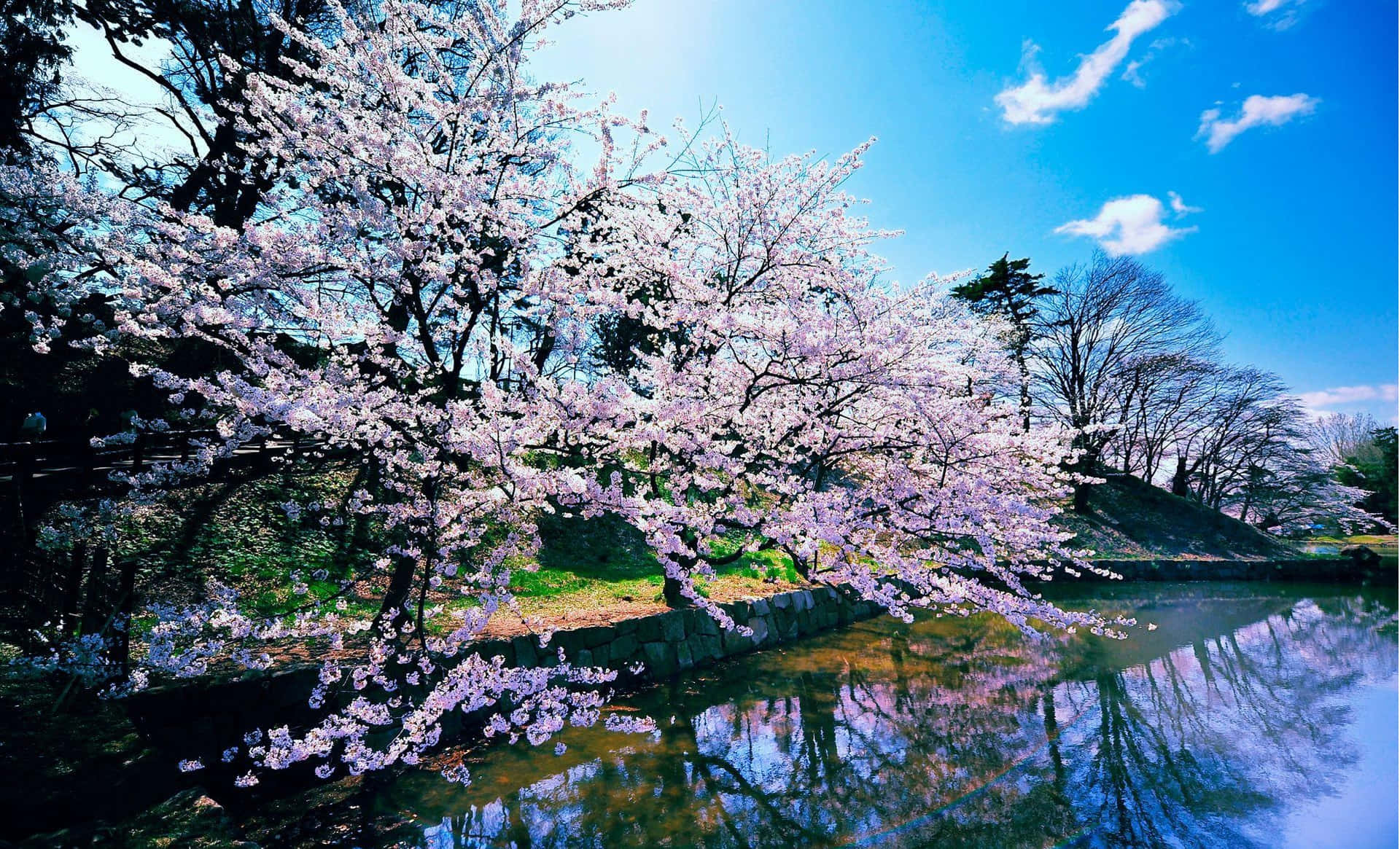 Vibrant Cherry Blossoms Reflection Wallpaper