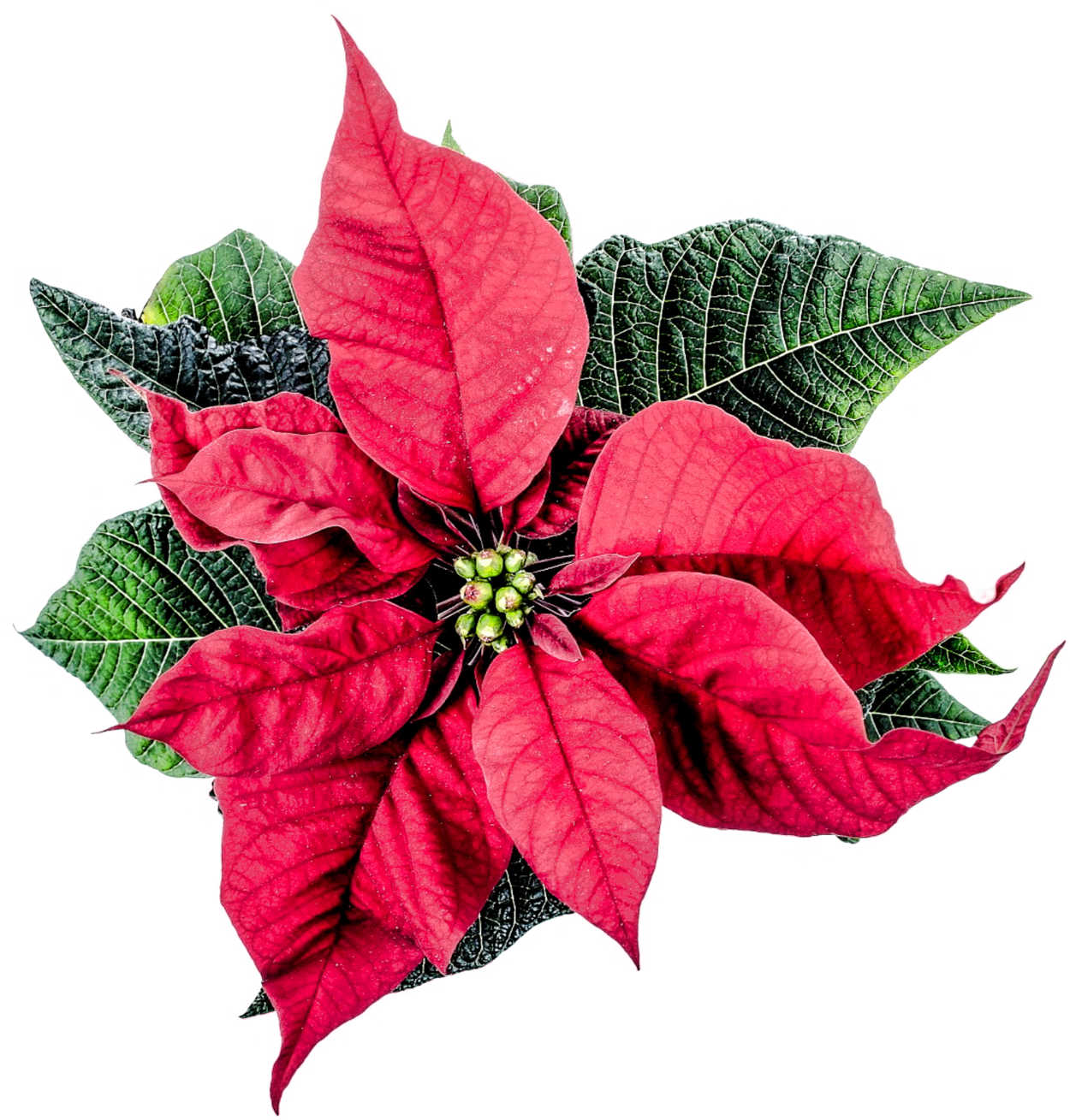 Vibrant Christmas Poinsettia.png PNG