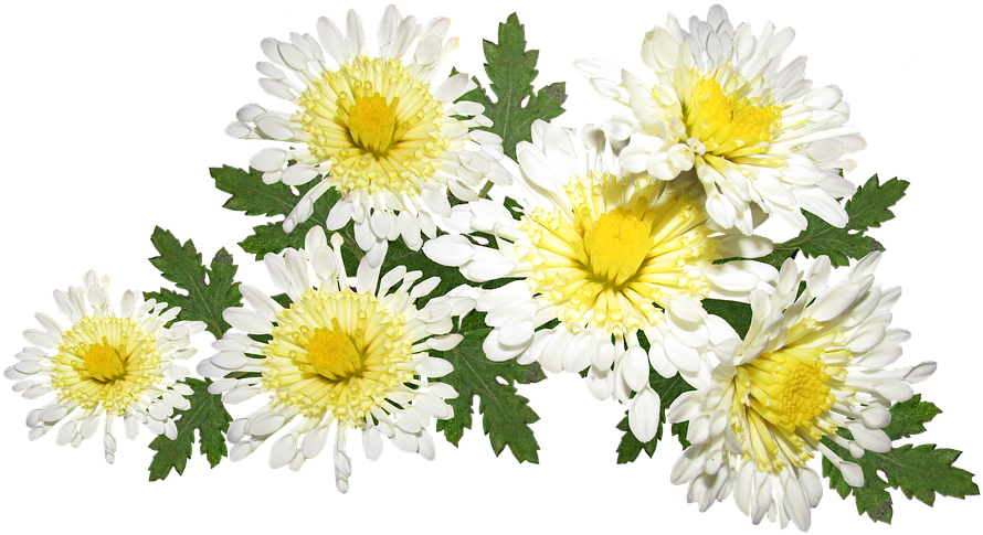 Vibrant Chrysanthemum Cluster.png PNG