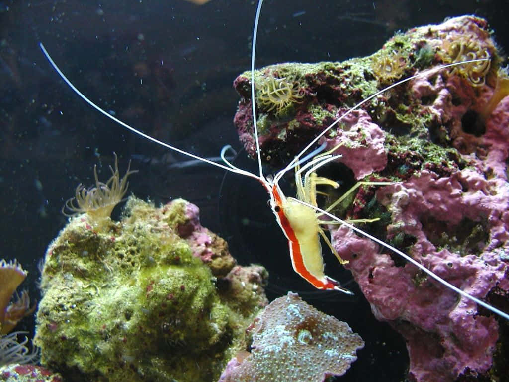 Vibrant Cleaner Shrimp In Its Underwater Habitat Wallpaper