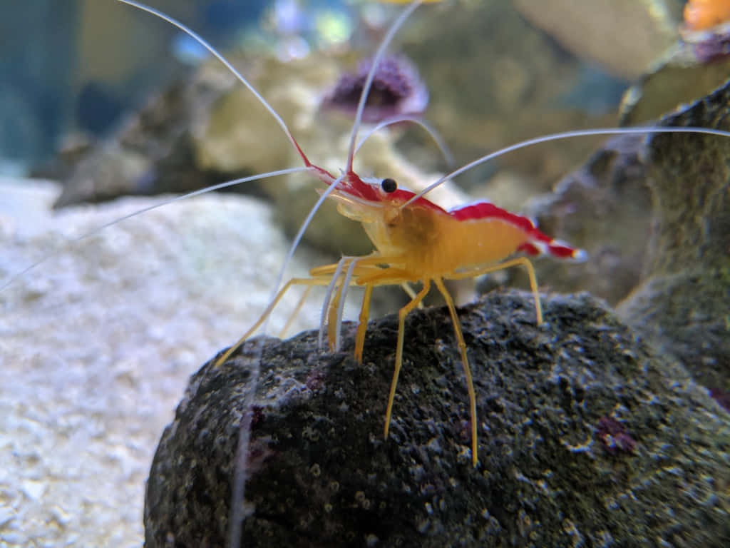 Vibrant Cleaner Shrimp In The Underwater Environment Wallpaper