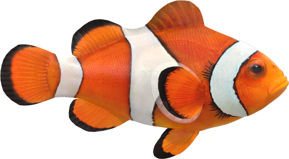 Vibrant Clownfish Isolated PNG