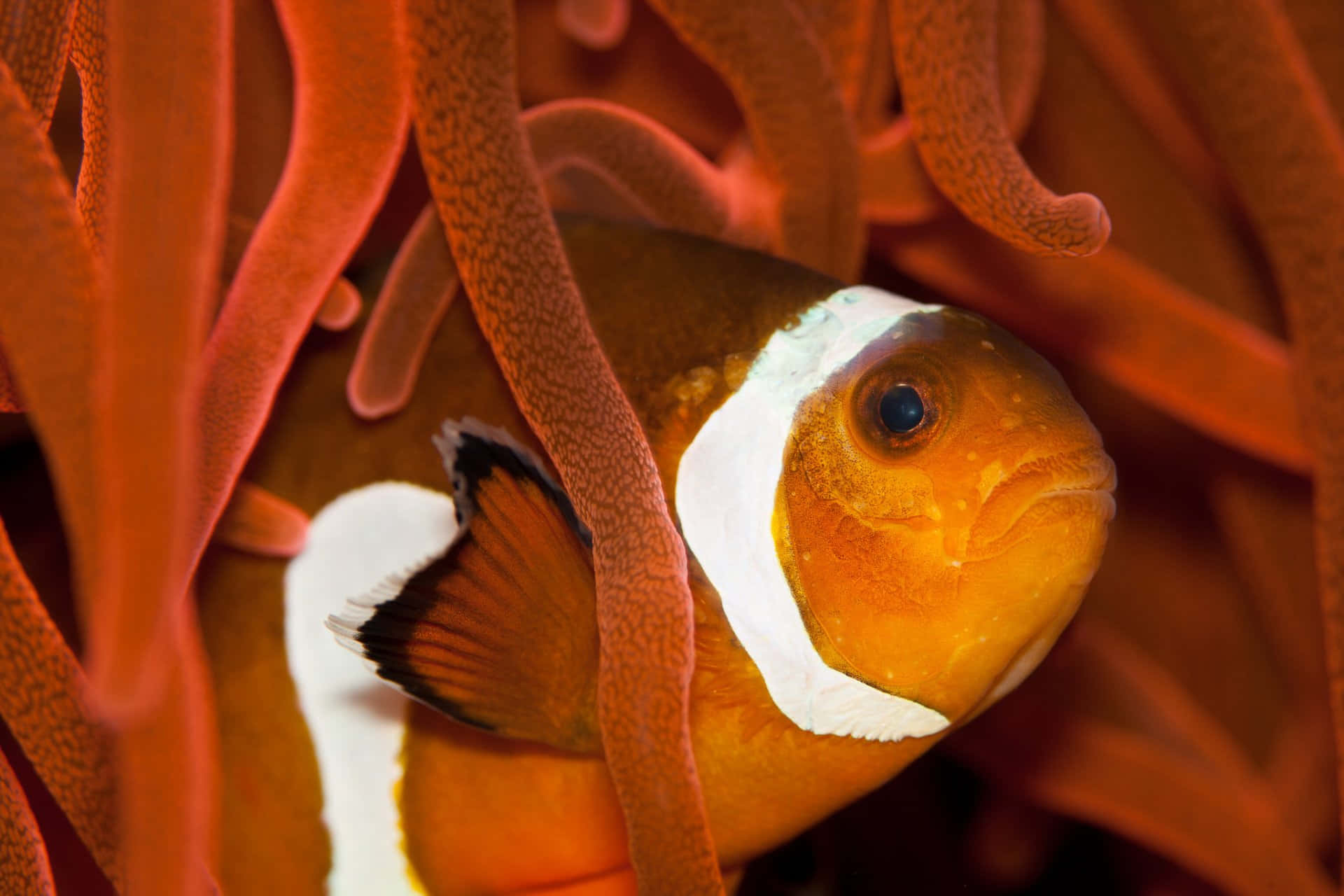 Vibrant Clownfish Swimming In The Coral Reef Wallpaper