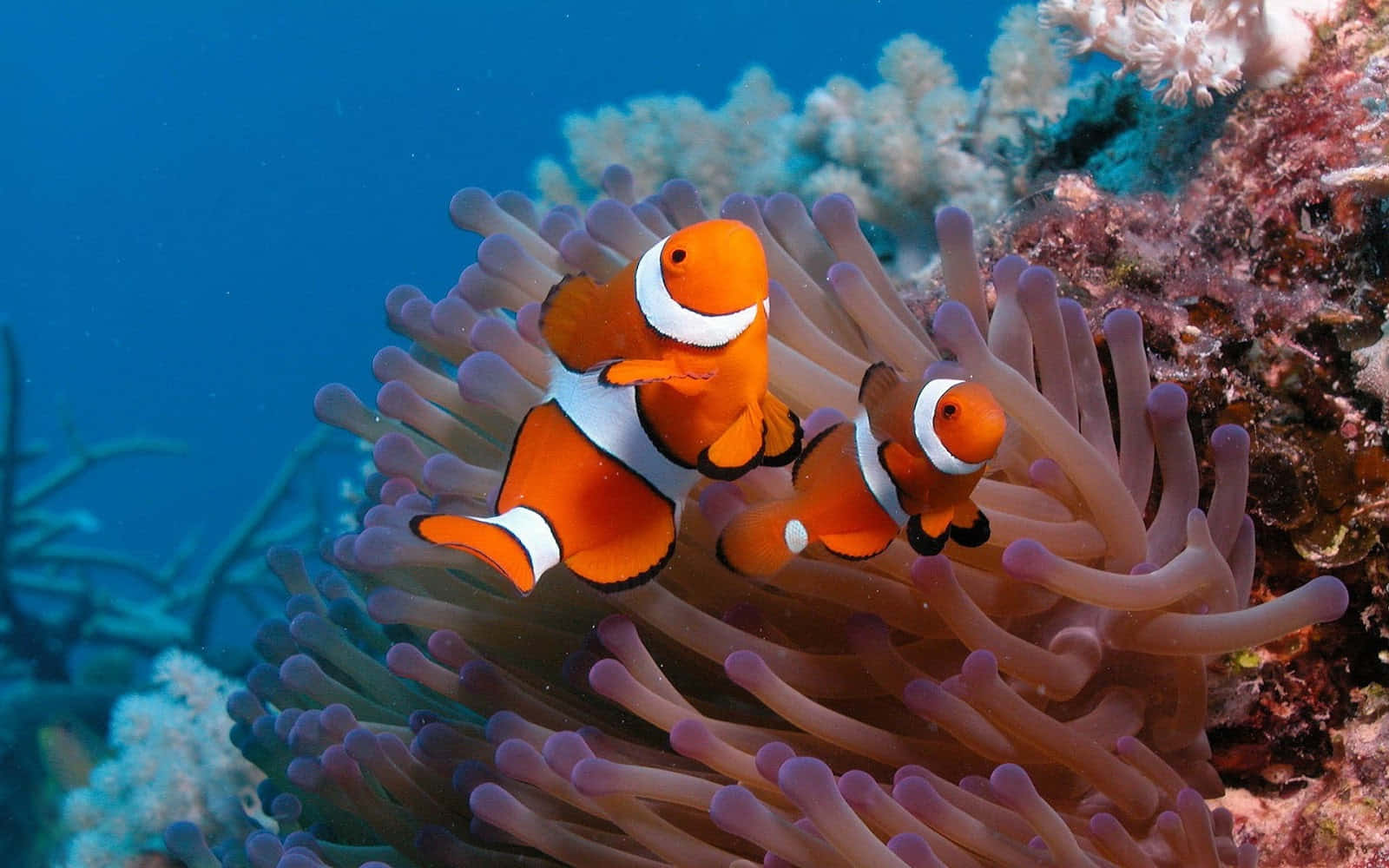 Vibrant Clownfish Swimming In The Coral Reefs Wallpaper