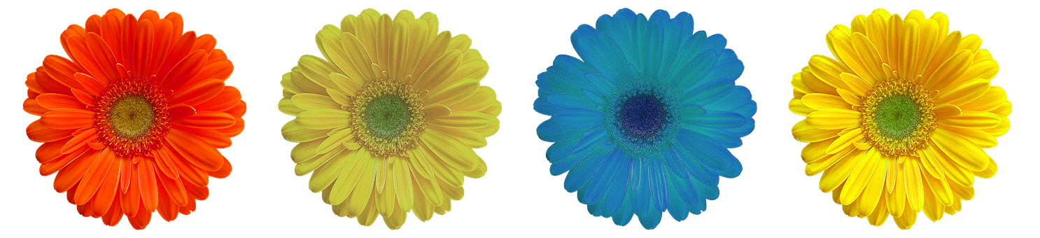 Vibrant Collectionof Colorful Flowers PNG