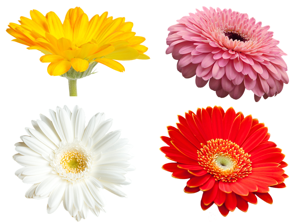 Vibrant Collectionof Flowers PNG