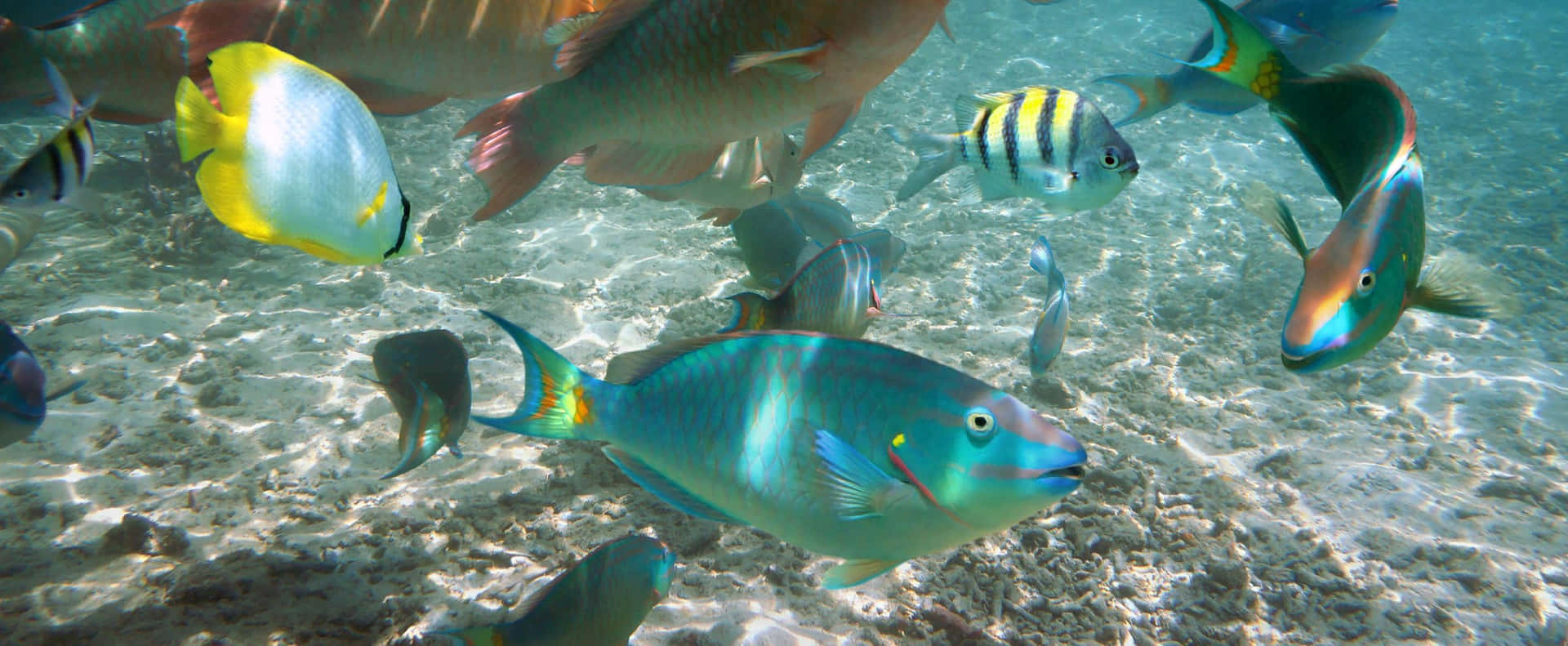 Vibrant Colored Parrotfish Swimming In The Coral Reef. Wallpaper