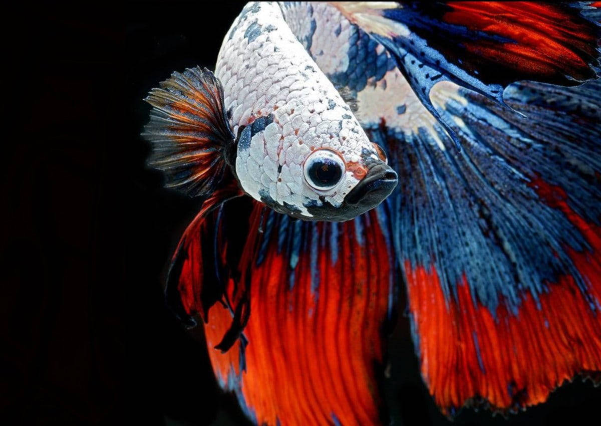 Vibrant Colors Beautiful Fish