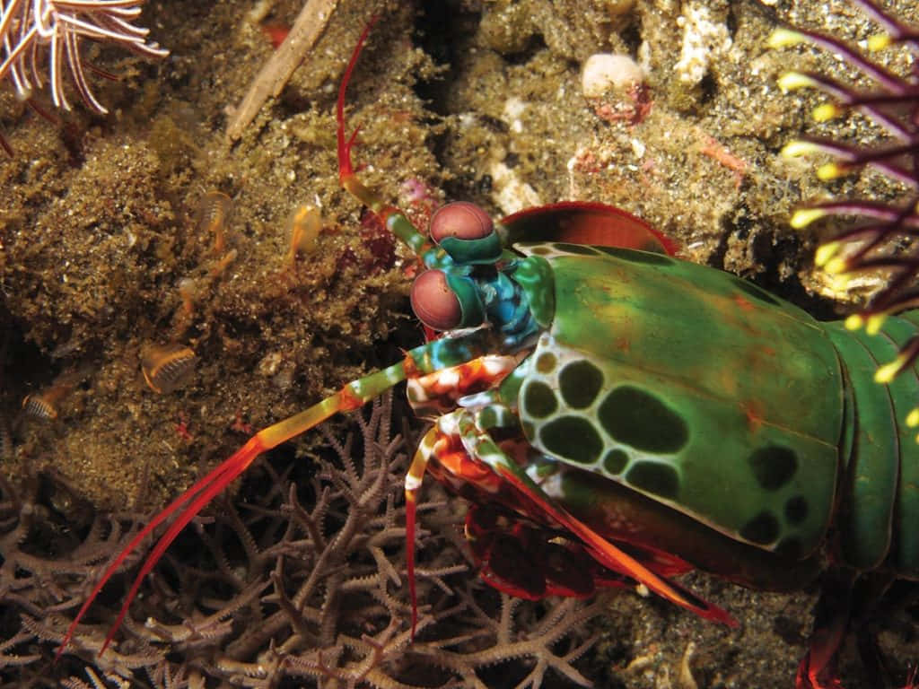 Vibrant Colors Of Nature - A Detailed Shot Of A Pistol Shrimp Wallpaper