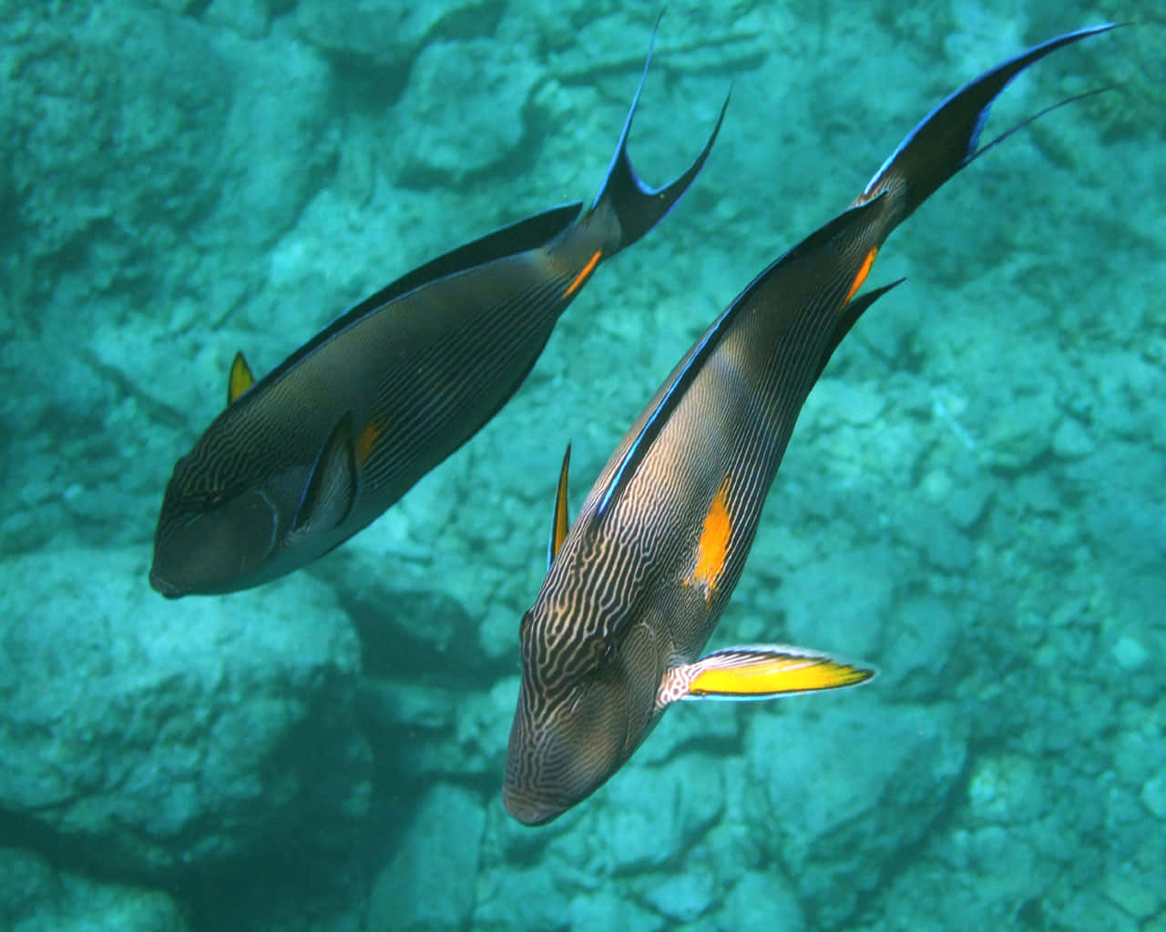 Livlige Farger Av Havet - Kirurgfisk I Sitt Naturlige Habitat Bakgrunnsbildet