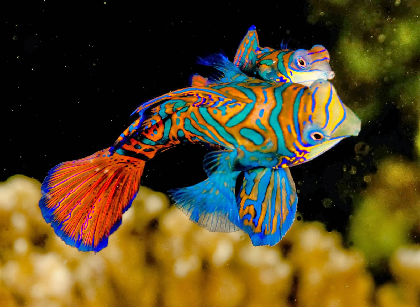Vibrant Cool Fishes